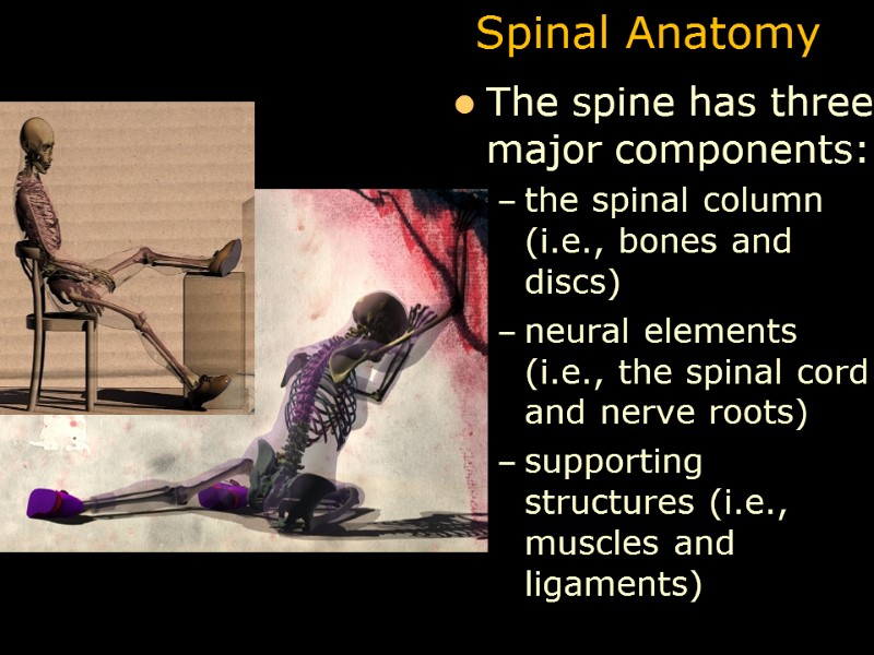 Spinal Anatomy The spine has three major components:  the spinal column (i.e., bones